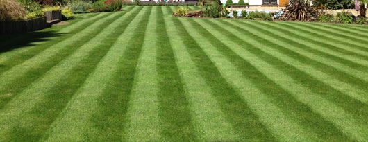lawn management and maintenance
