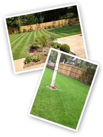 LawnEnvy - the lawn specialist