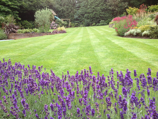 family friendly lawns