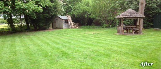 after lawn renovation